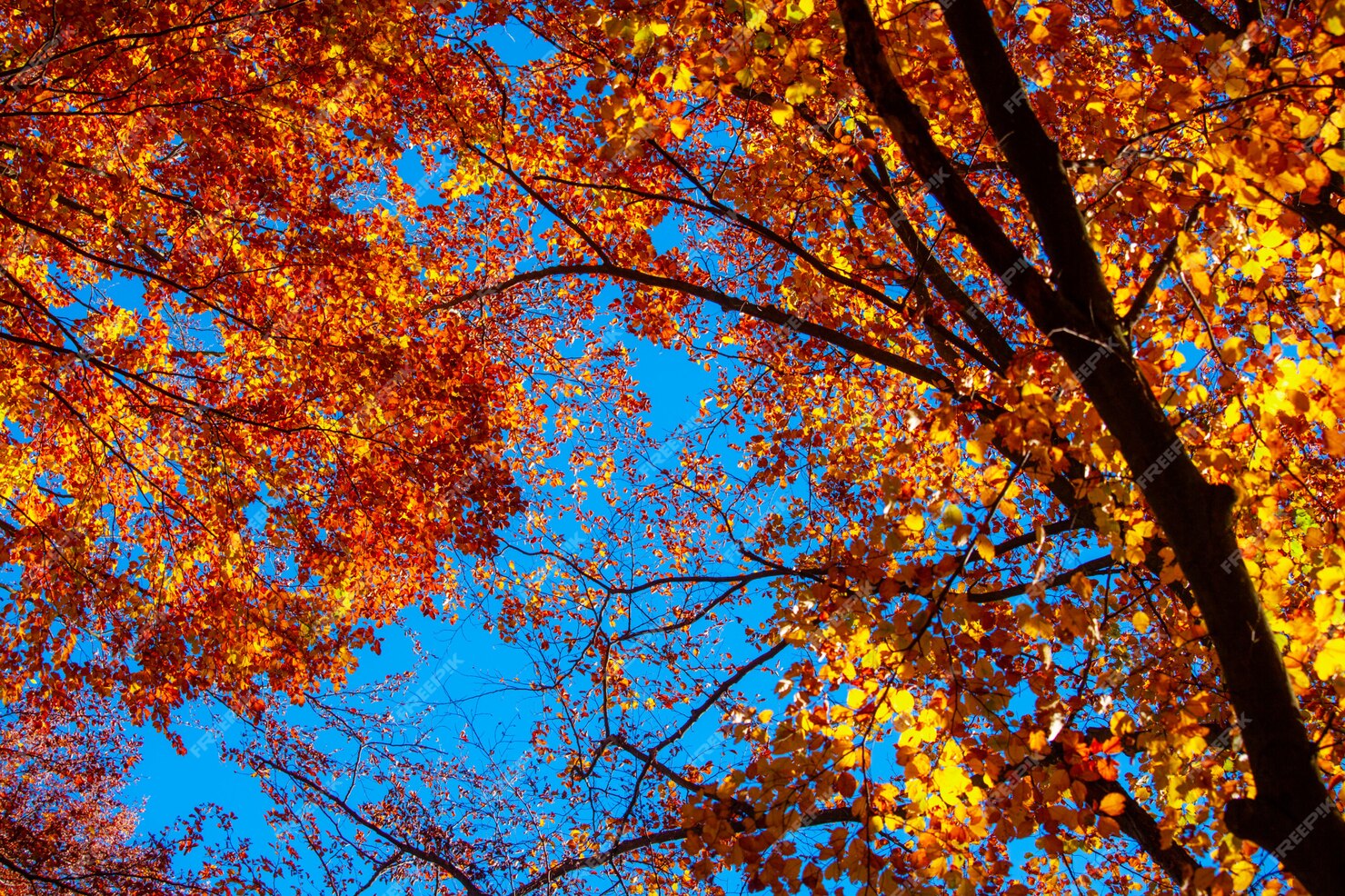 autumn-forest-with-yellow-leaves_159341-1175.jpg