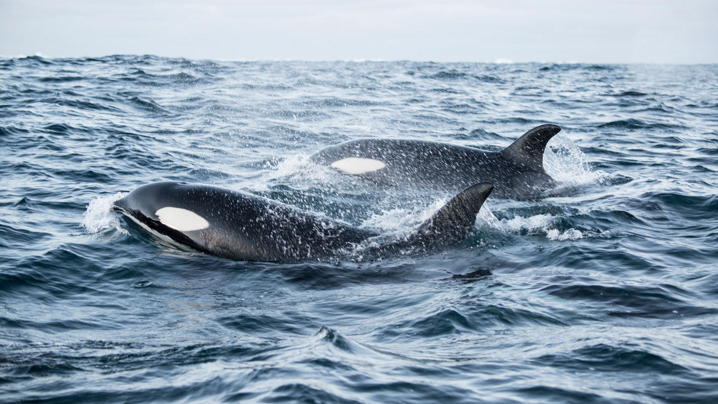 071525_KT_orcas.jpg