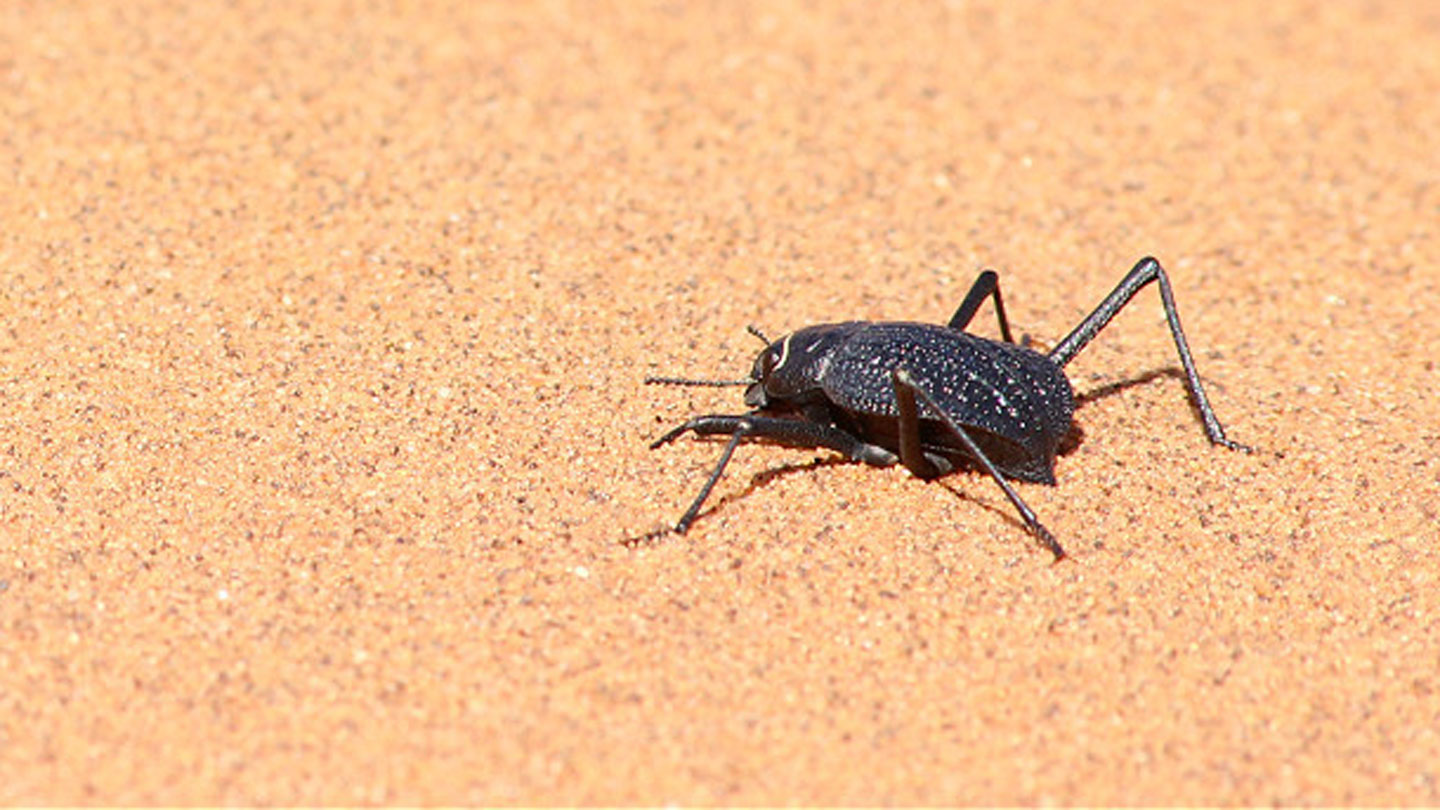 071825_RS_beetles_main.jpg