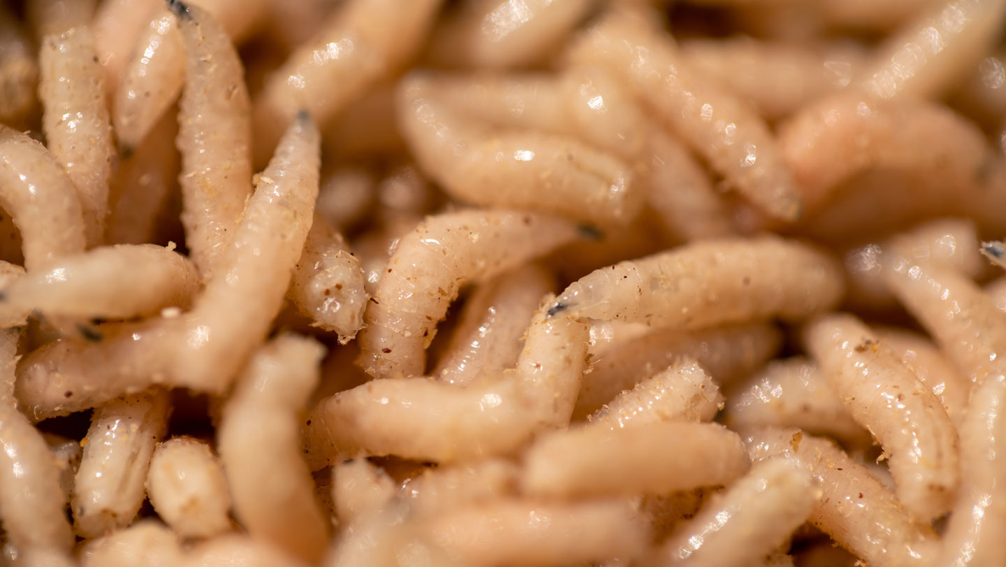 072525_SCA_maggots.jpg