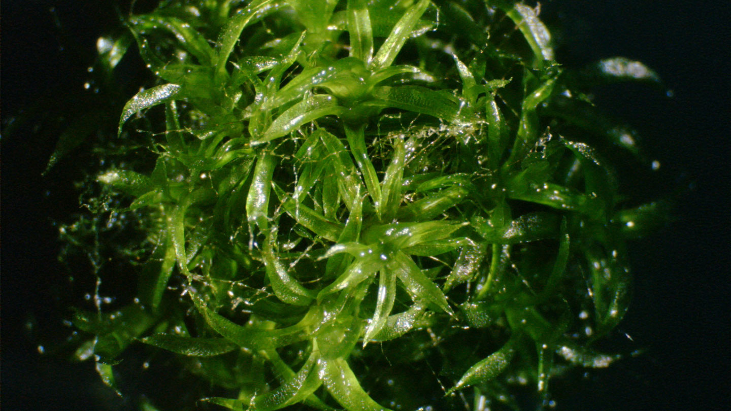 073125_SB_gravityplants.jpg