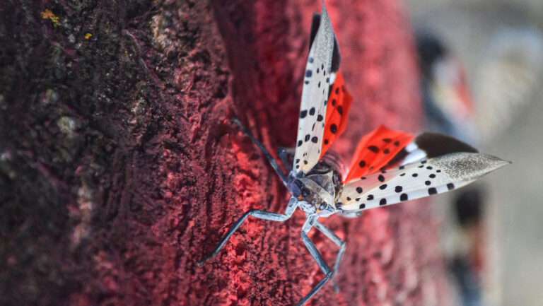 080425_EG_lanternflies_main.jpg