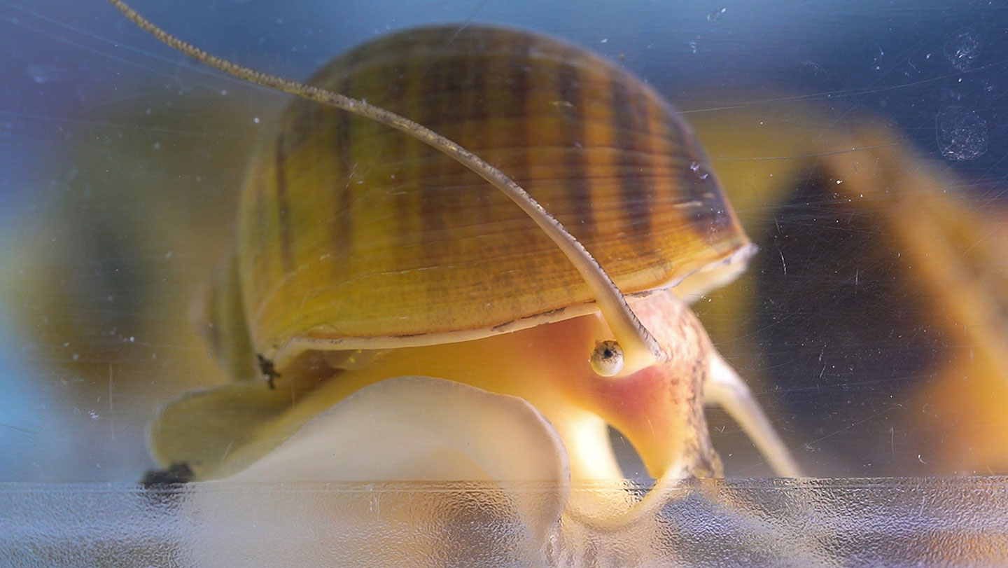 080525_TS_snaileyes_main.jpg