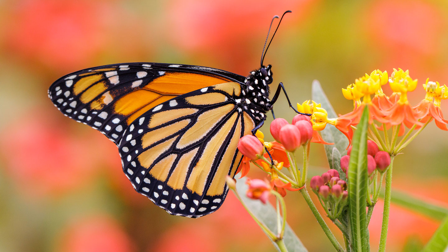081125_JC_monarch.jpg