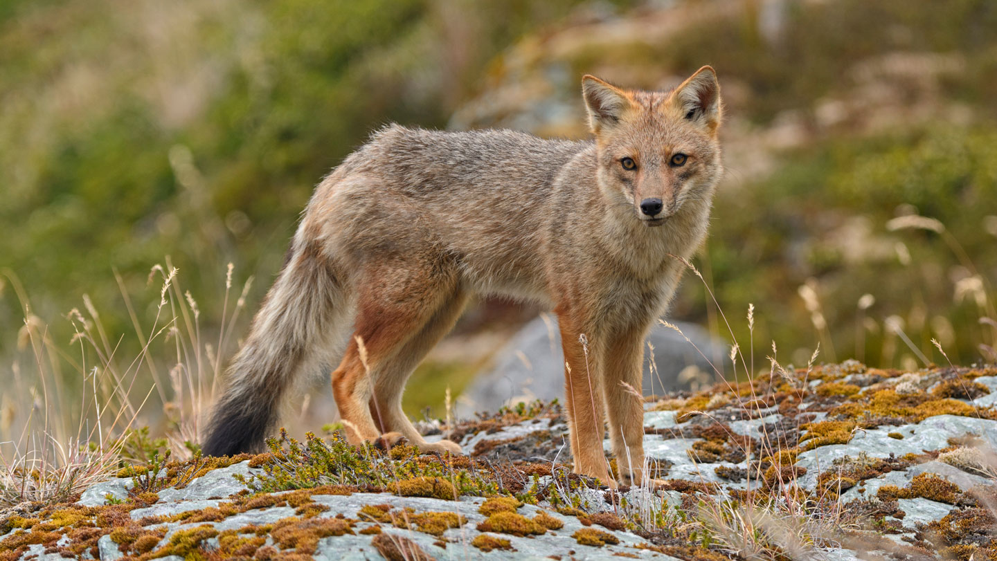 081225_JG_foxes.jpg