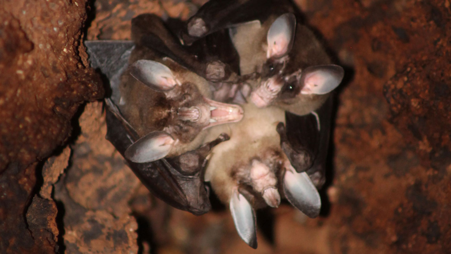 081825_JK_bats_main.jpg