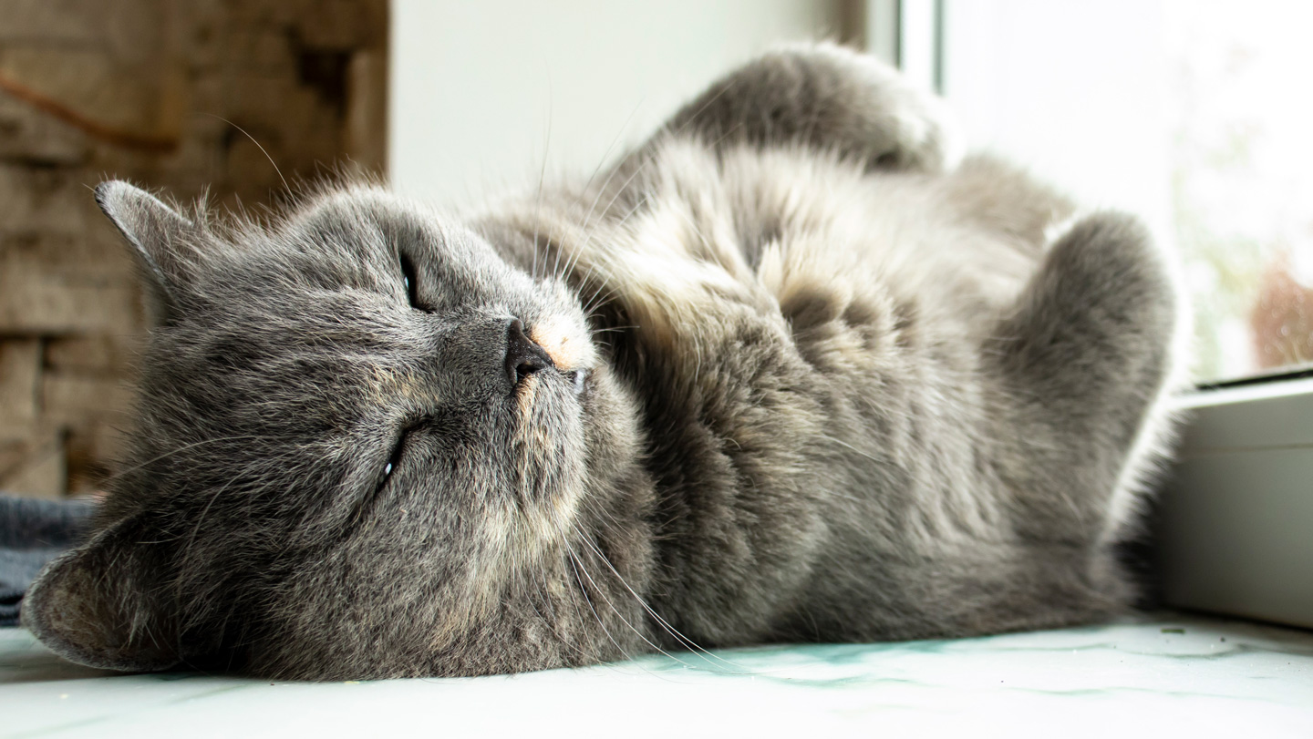 082025_CLL_felineAlzheimer.jpg