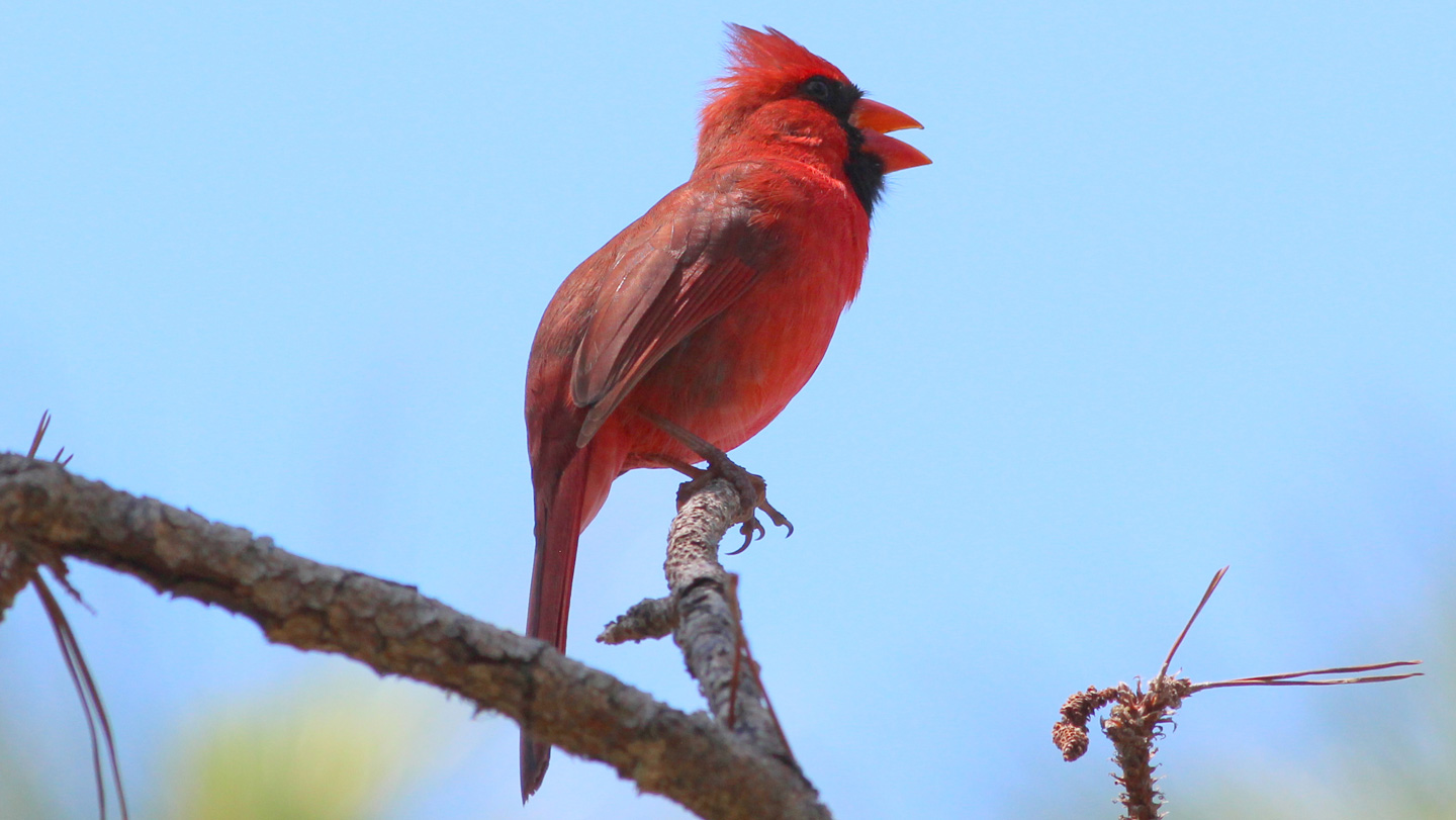 082025_JB_birdsong.jpg