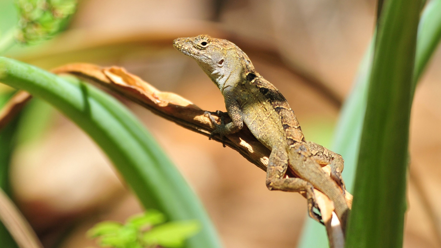 082125_MR_lizards_main.jpg