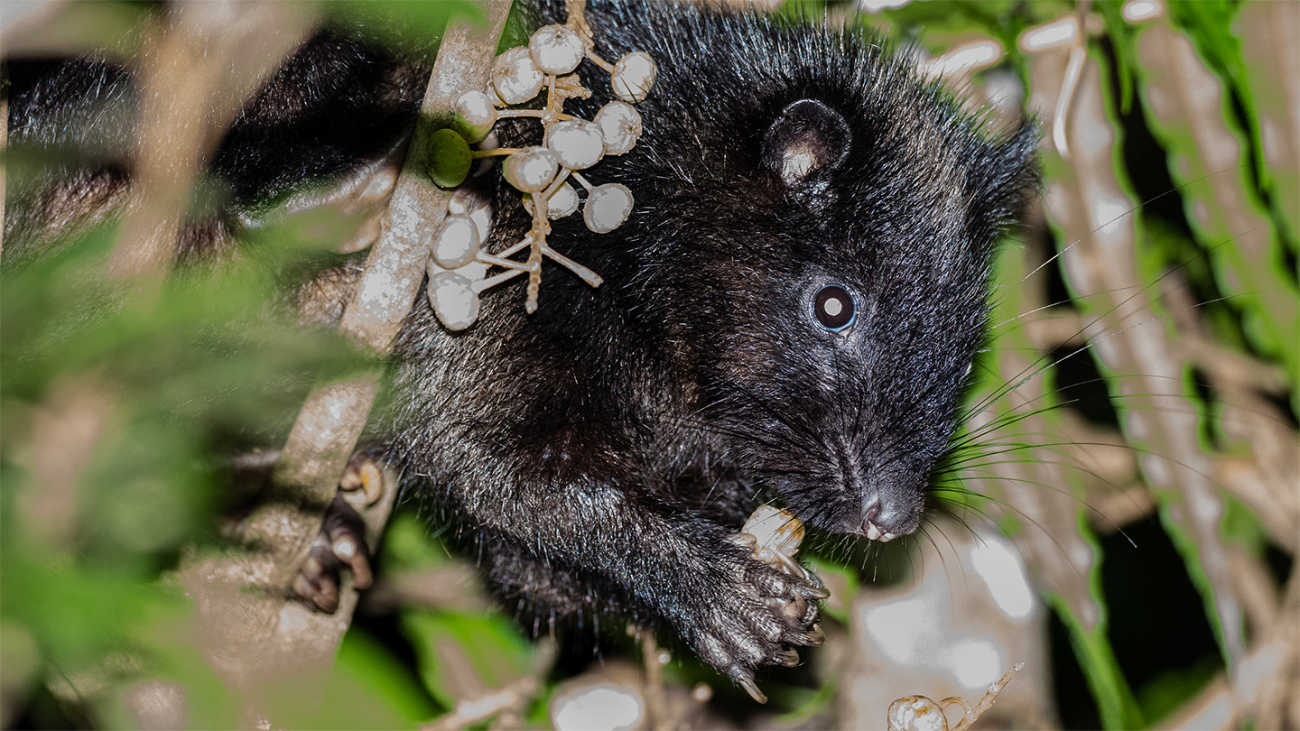 090325_eg_rodent-thumbnails_feat.jpg