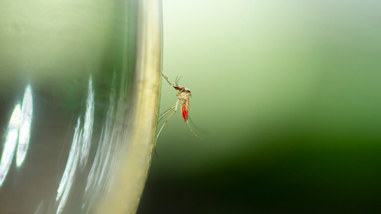 090525_mr_mosquito-pref_feat.jpg