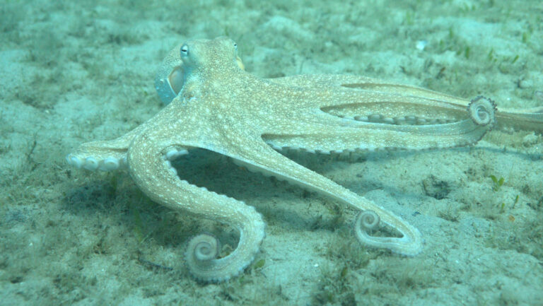091025_JB_octopusarms.jpg