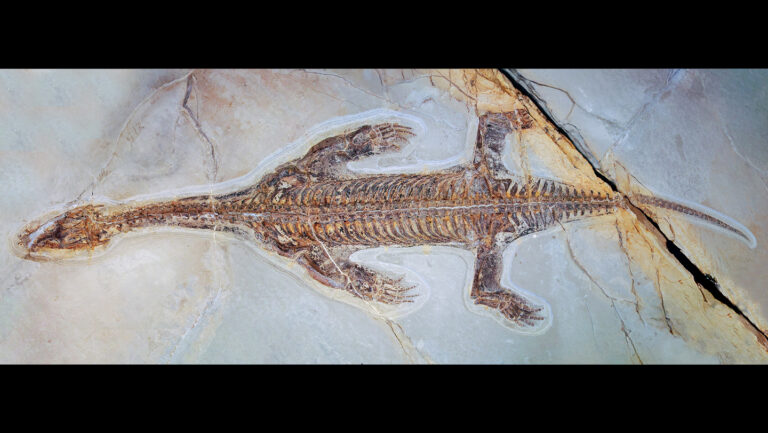 091725_TB_fossil_main.jpg