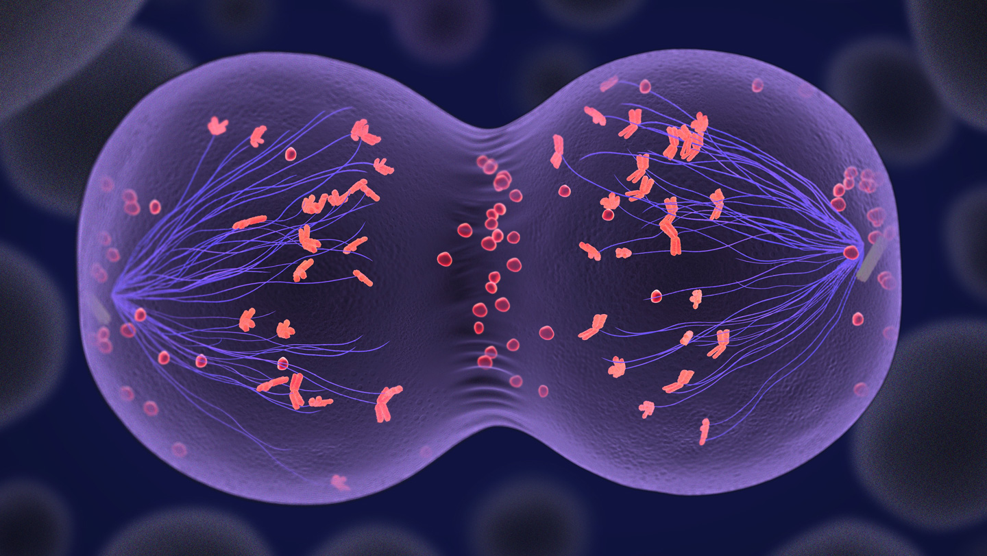 093025_TS_chromosomes_feat.jpg
