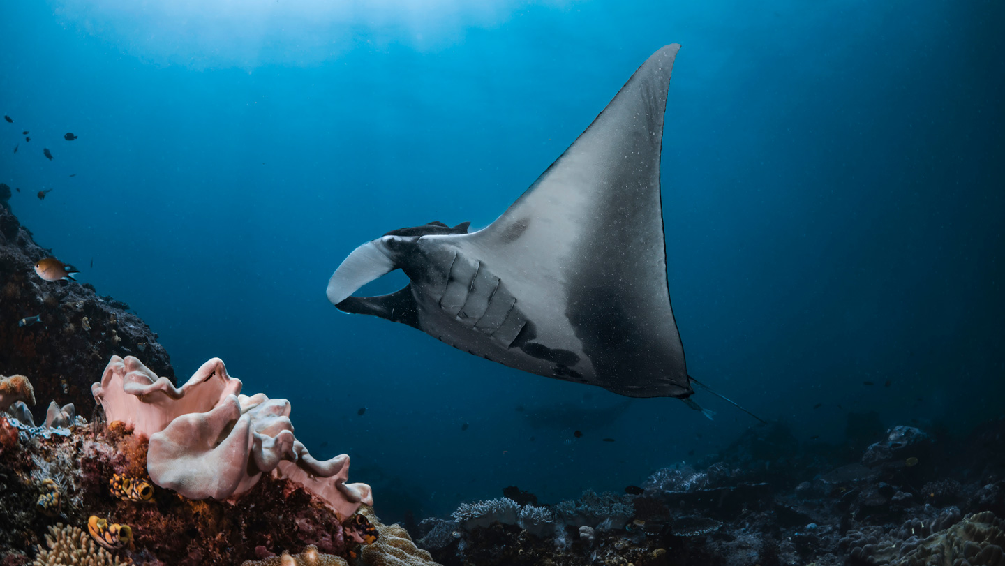 090225_MH_mantarays_main.jpg