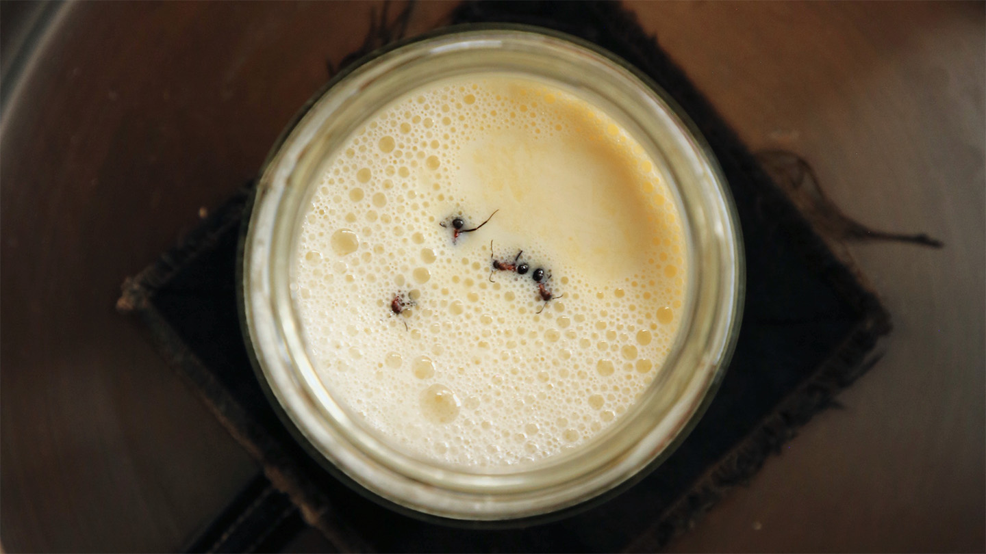100325_eg-ant-yogurt_feat.jpg