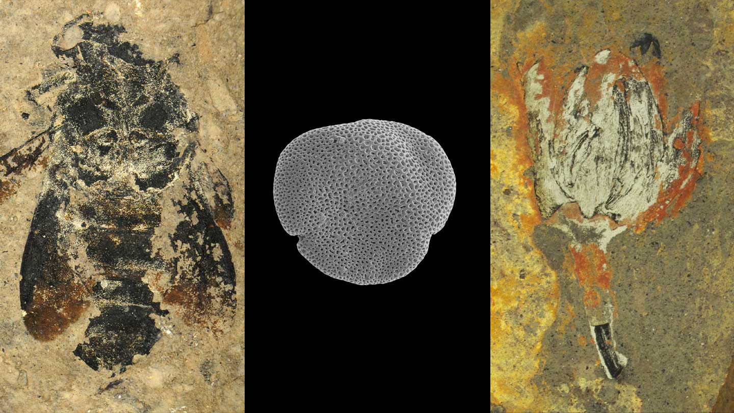 100625_TB_earlybeefossils_feat_rev1.jpg