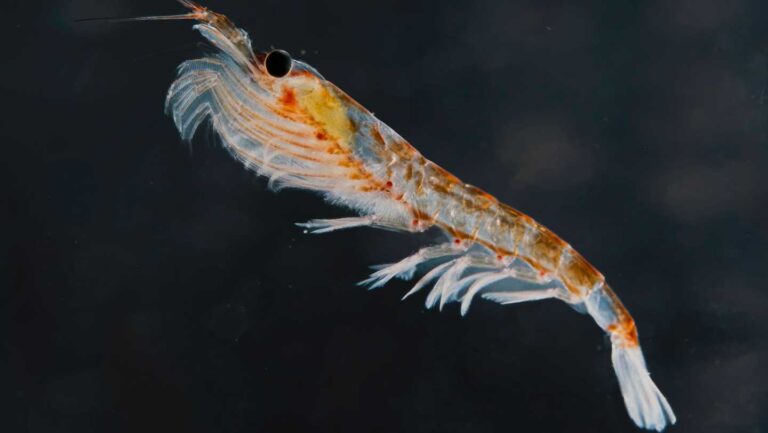 100725_CG_krill_feat.jpg
