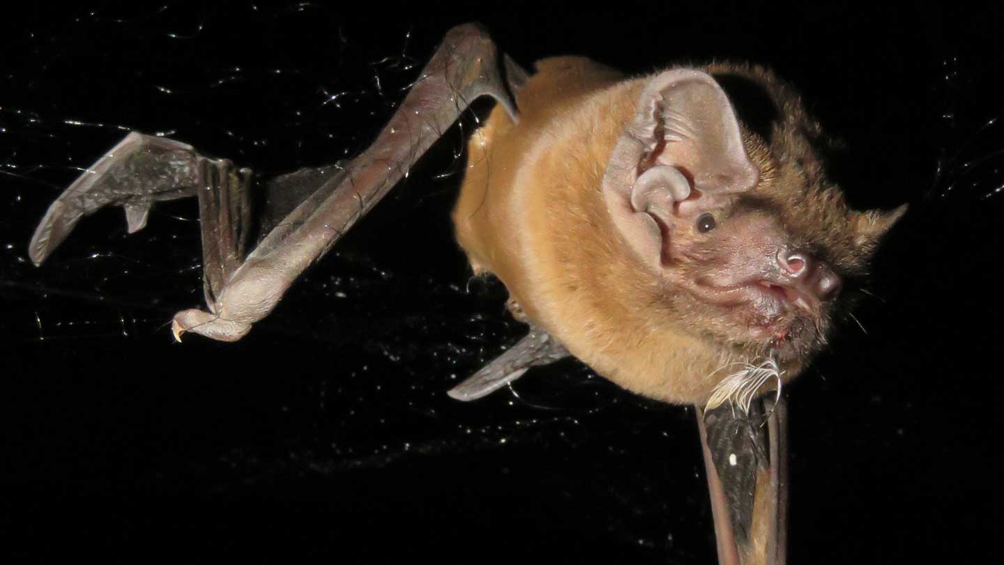 100825_APS_bats_feat.jpg