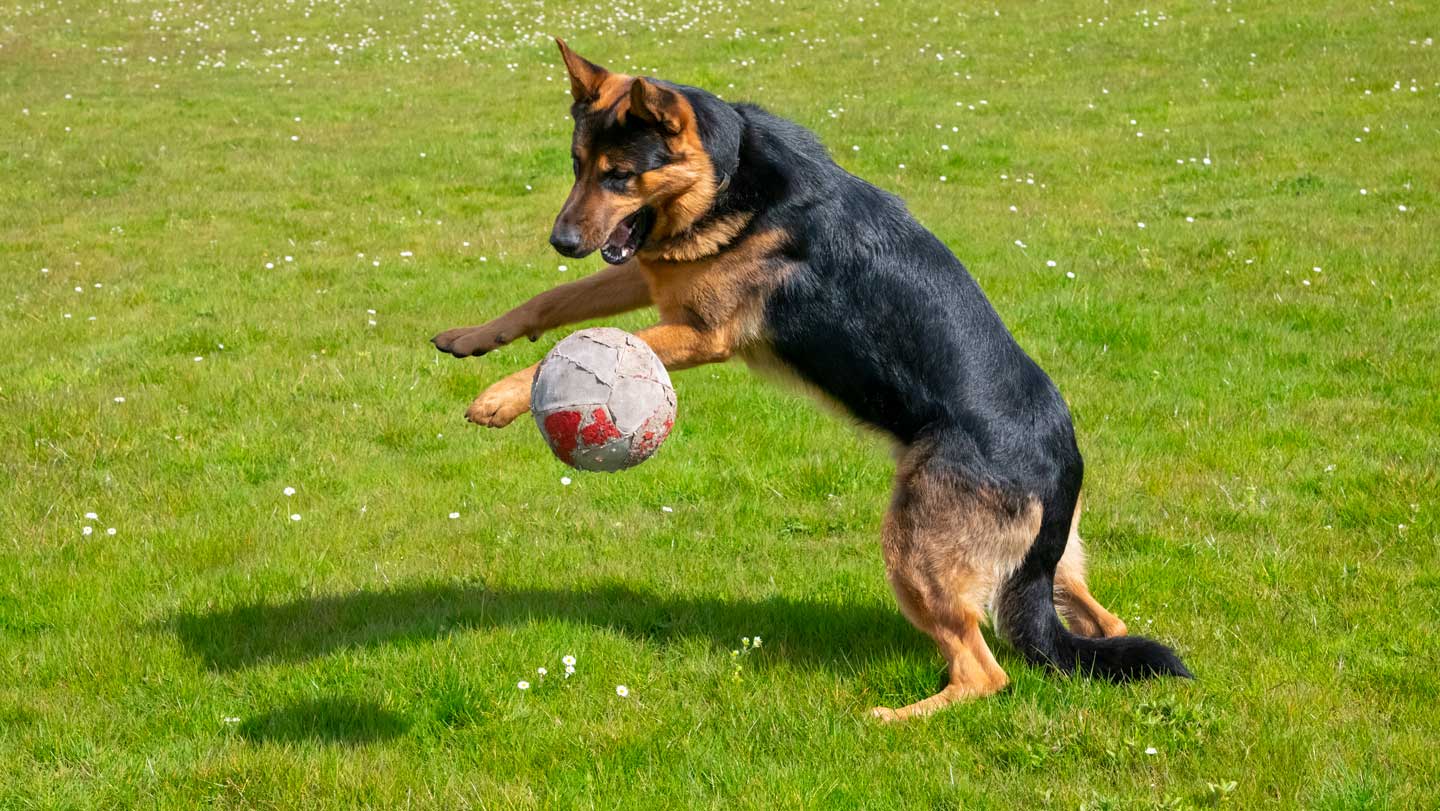 100825_LS_dogs.jpg