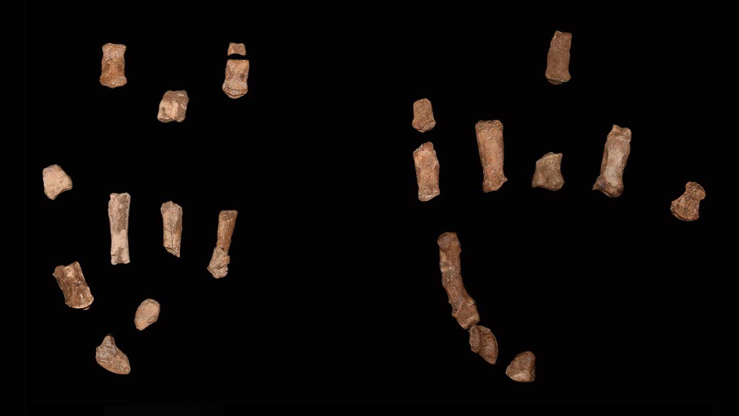 101425_BB_hominidhands_main.jpg