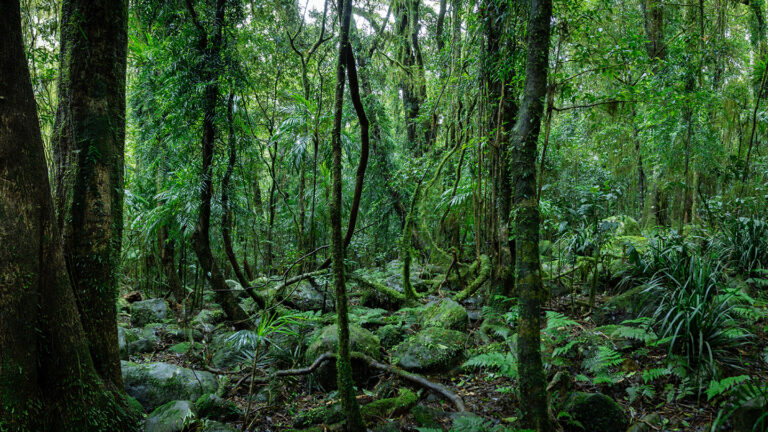 102125_cg_australian-forests_feat.jpg