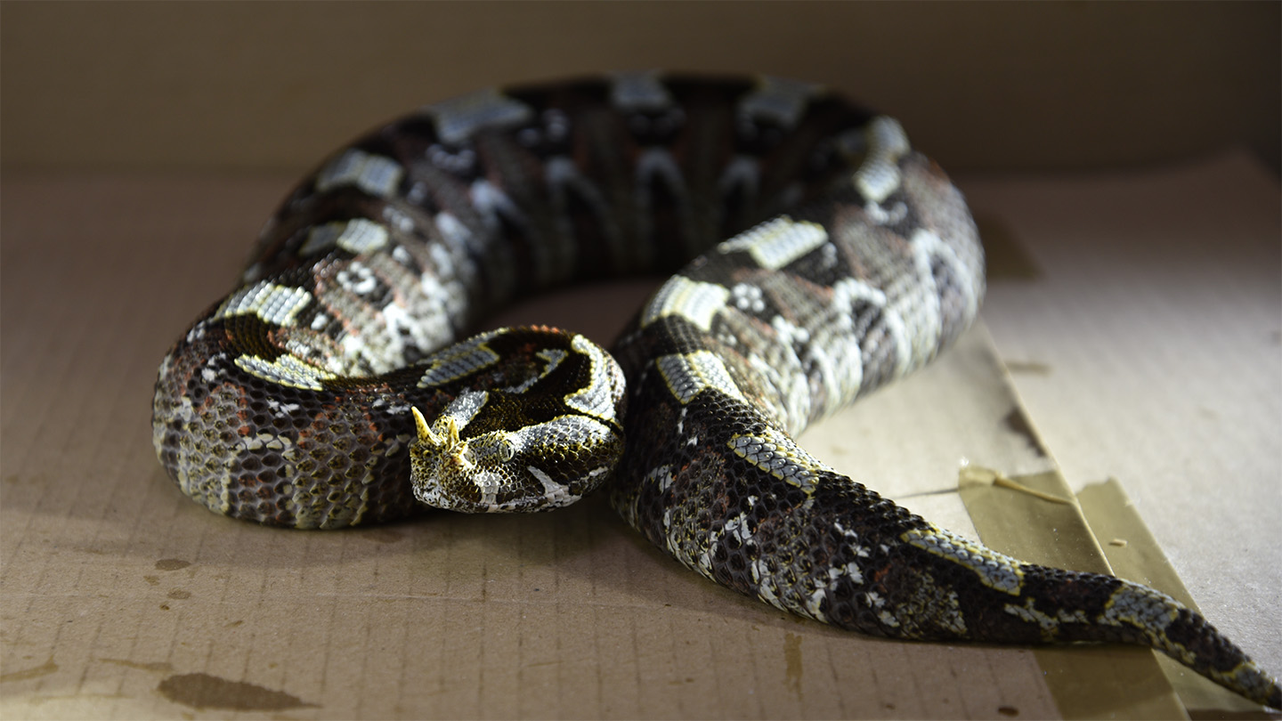 102225_eg_snake-strike_feat.jpg