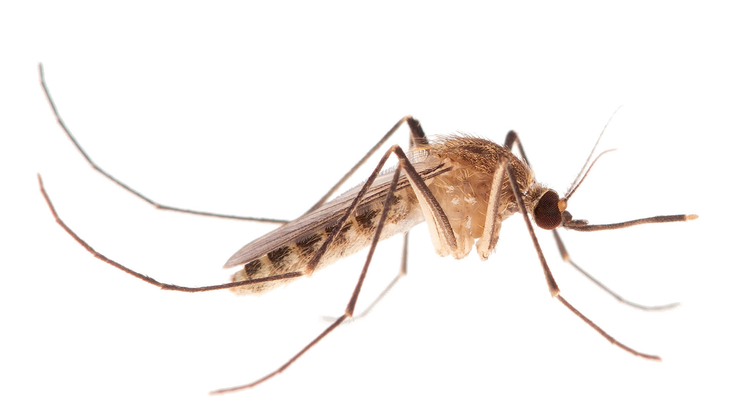 102225_jb_mosquito-history_feat.jpg