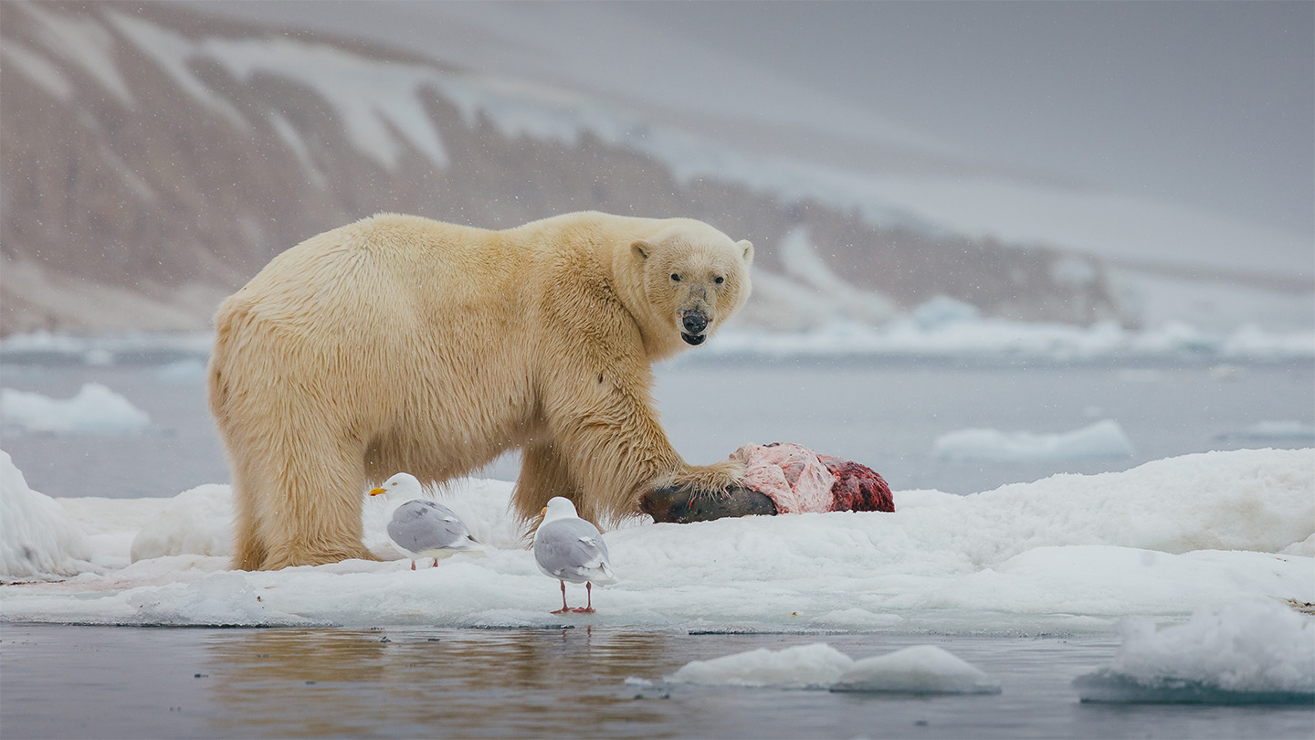 102425_gt_polar-bear-leftovers_feat.jpg