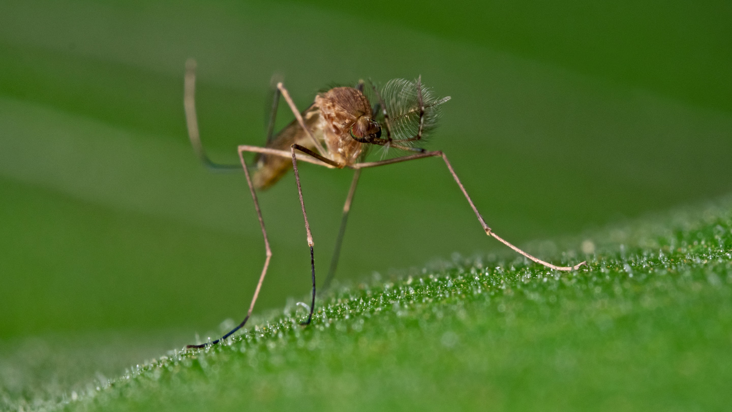 103125_EG_mosquitoes_feat.jpg
