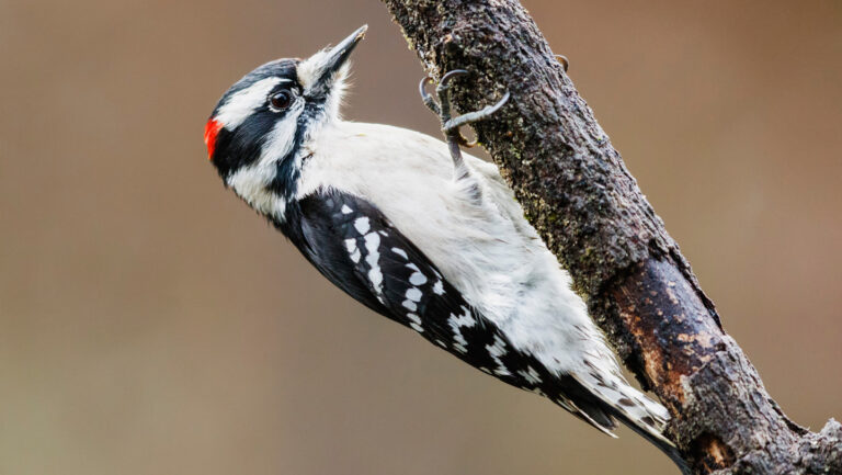 110625_AG_woodpeckers_feat.jpg