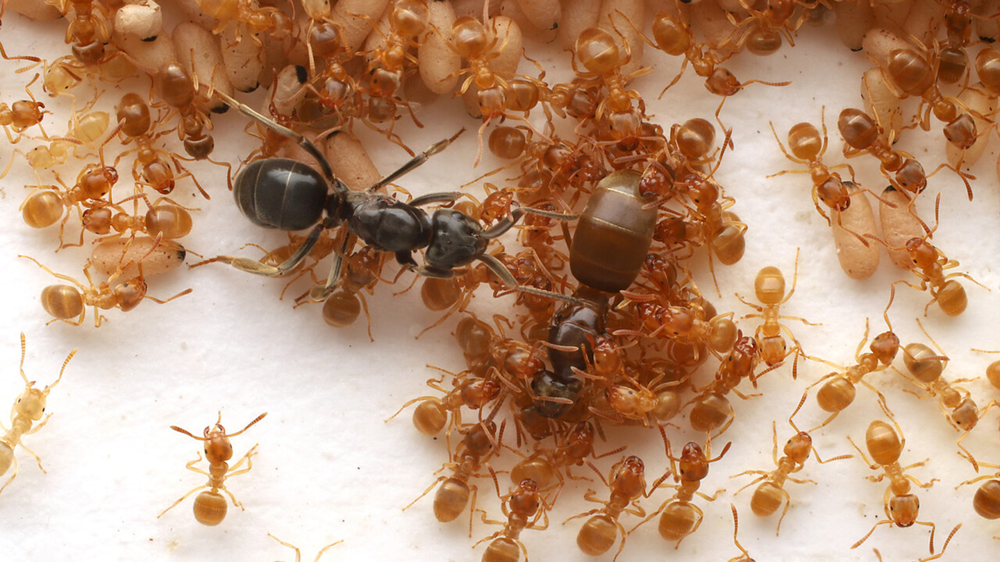 111425_EG_GOT-ants_feat.jpg