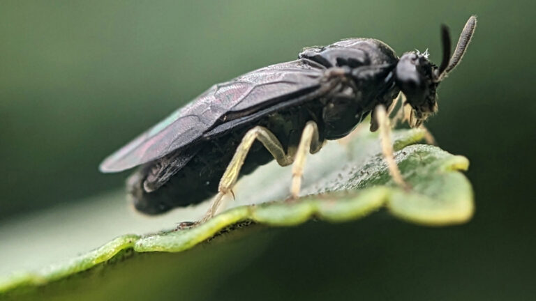 121725_UE_sawfly_main.jpg
