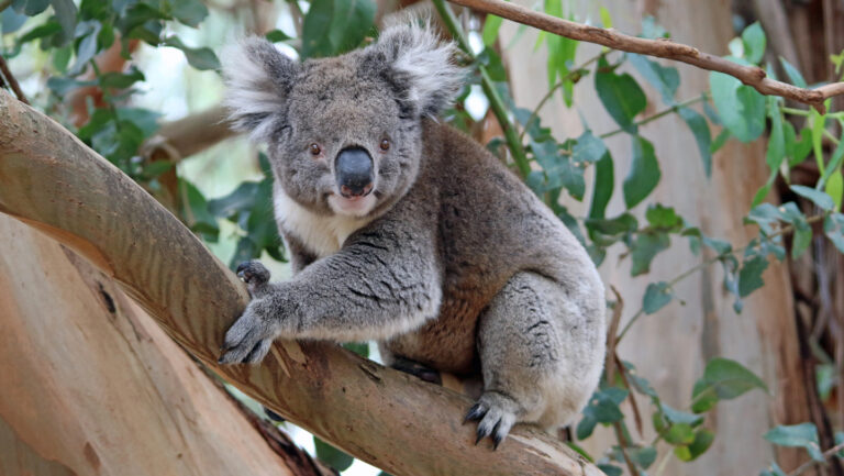 030426_JB_koala_main.jpg