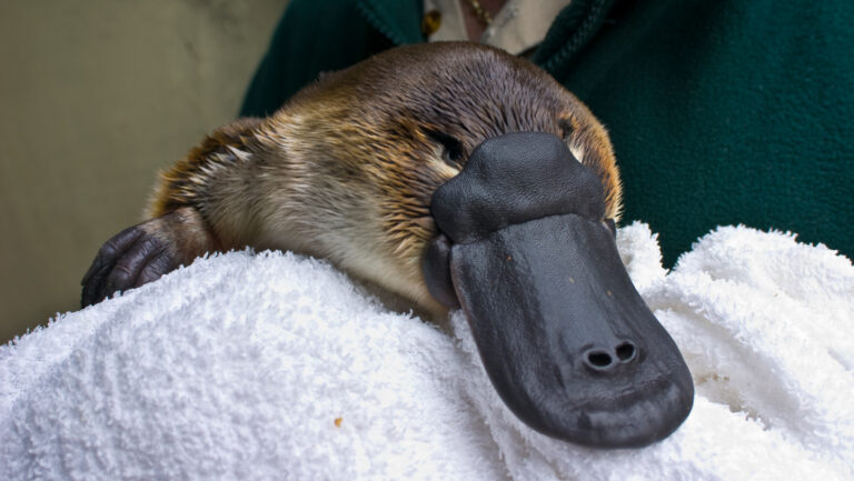 031726_JC_platypus_main.jpg